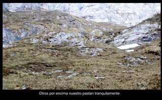 Otros por encima nuestro pastan tranquilamente 