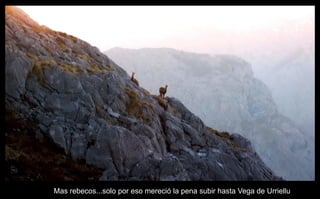 Mas rebecos...solo por eso mereció la pena subir hasta Vega de Urriellu 