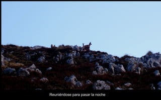 Reuniéndose  para pasar la noche 