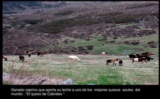 Ganado caprino que aporta su leche a uno de los  mejores quesos  azules  del mundo , “El queso de Cabrales “ 