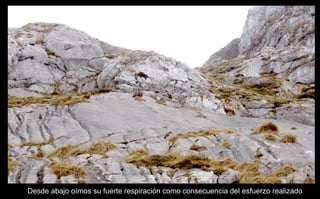 Desde abajo oímos su fuerte respiración como consecuencia del esfuerzo realizado 
