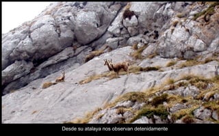 Desde su atalaya nos observan detenidamente 