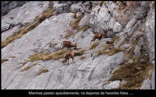 Mientras pastan apaciblemente, no dejamos de hacerles fotos ....  