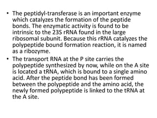 • The peptidyl-transferase is an important enzyme
which catalyzes the formation of the peptide
bonds. The enzymatic activity is found to be
intrinsic to the 23S rRNA found in the large
ribosomal subunit. Because this rRNA catalyzes the
polypeptide bound formation reaction, it is named
as a ribozyme.
• The transport RNA at the P site carries the
polypeptide synthesized by now, while on the A site
is located a tRNA, which is bound to a single amino
acid. After the peptide bond has been formed
between the polypeptide and the amino acid, the
newly formed polypeptide is linked to the tRNA at
the A site.
 