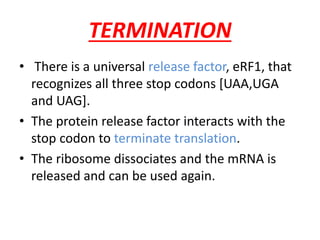 TERMINATION
• There is a universal release factor, eRF1, that
recognizes all three stop codons [UAA,UGA
and UAG].
• The protein release factor interacts with the
stop codon to terminate translation.
• The ribosome dissociates and the mRNA is
released and can be used again.
 
