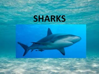 SHARKS

 