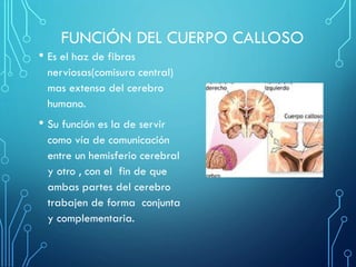 FUNCIÓN DEL CUERPO CALLOSO
• Es el haz de fibras
nerviosas(comisura central)
mas extensa del cerebro
humano.
• Su función es la de servir
como vía de comunicación
entre un hemisferio cerebral
y otro , con el fin de que
ambas partes del cerebro
trabajen de forma conjunta
y complementaria.
 