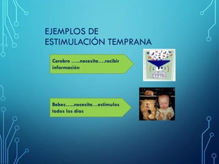 EJEMPLOS DE
ESTIMULACIÓN TEMPRANA
Cerebro …..necesita….recibir
información
Bebes…..necesita…estimulos
todos los días
 