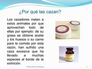 ¿Por qué las cazan?
Los cazadores matan a
estos animales por que
aprovechan todo de
ellas por ejemplo: de su
grasa se obtiene aceite
y los huesos o su carne
para la comida por esta
razón, han sufrido una
caza excesiva que ha
llevado a muchas
especies al borde de la
extinción.
Martha Herrera Velazquez 11
 