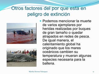 Otros factores del por que esta en
peligro de extinción
 Podemos mencionar la muerte
de varios ejemplares por
heridas realizadas por buques
de gran tamaño o quedar
atrapados en redes de pesca.
De igual manera, el
calentamiento global ha
originado que los mares
oceánicos cambien su
temperatura y mueran algunas
especies necesaria para la
ballena.
Martha Herrera Velazquez 12
 