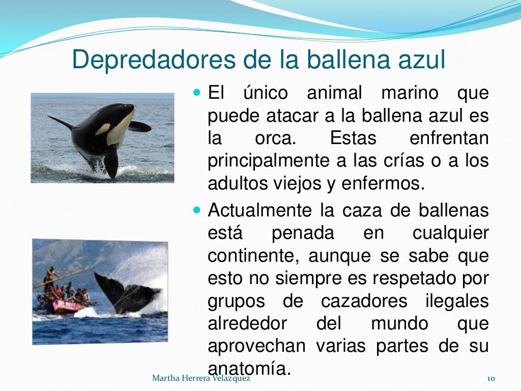 La Ballena Azul La Ballena Azul