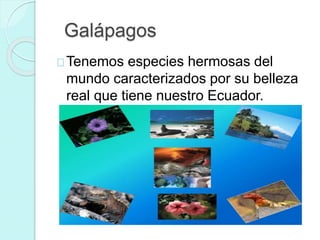 Galápagos
Tenemos especies hermosas del
mundo caracterizados por su belleza
real que tiene nuestro Ecuador.
 