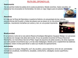 RUTA DEL SPONDYLUS
Gastronomía
Se encuentran todos los platos de la costa ecuatoriana. Desde ceviches, hasta cazuelas, sin
mencionar los encocados en Esmeraldas. Es todo un viaje mágico para el paladar.
Atractivos
Un viaje por la Ruta del Spondylus muestra la historia y la arqueología de las culturas
precolombinas del Ecuador y todas las playas que se pasan en la ruta presentan paisajes
sublimes, mezclando montañas con arena y mar, en una postal imponente.
Biodiversidad
En el extremo norte de la ruta está la Reserva Ecológica Manglares Cayapas Mataje, la cual posee
los árboles de mangle más altos del mundo. Al sur es posible encontrar el Parque Nacional
Machalilla y la maravillosa Isla de la Plata, hogar de piqueros de patas azules y de otras especies
que sólo pueden encontrarse aquí y en las islas Galápagos. Desde junio a septiembre las ballenas
jorobadas visitan el área para llevar a cabo sus rituales de apareamiento.
Actividades
Caminatas en la playa, fotografía, surf, sky acuático, pesca deportiva, toma de sol, actividades
recreativas acuáticas, montañismo, escalada, cicloturismo, cabalgata, buceo superficial y
acampadas.
 