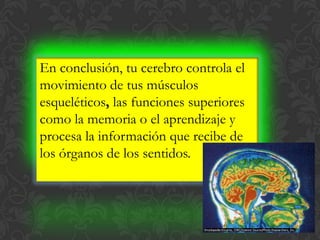 En conclusión, tu cerebro controla el
movimiento de tus músculos
esqueléticos, las funciones superiores
como la memoria o el aprendizaje y
procesa la información que recibe de
los órganos de los sentidos.
 