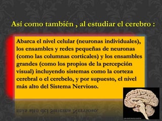 Así como también , al estudiar el cerebro :

 Abarca el nivel celular (neuronas individuales),
 los ensambles y redes pequeñas de neuronas
 (como las columnas corticales) y los ensambles
 grandes (como los propios de la percepción
 visual) incluyendo sistemas como la corteza
 cerebral o el cerebelo, y por supuesto, el nivel
 más alto del Sistema Nervioso.
 