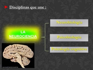 ► Disciplinas que une :


                            Neurobiología

      LA
  NEUROCIENCIA               Psicobiología

                          Psicología cognitiva
 