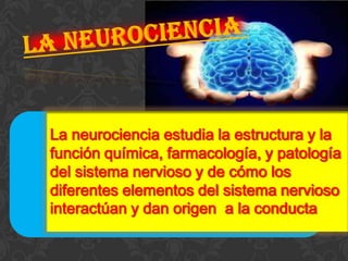 La neurociencia estudia la estructura y la
función química, farmacología, y patología
del sistema nervioso y de cómo los
diferentes elementos del sistema nervioso
interactúan y dan origen a la conducta
 