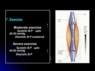 7.  Exercise Moderate exercise   Systolic B.P  upto 20-30 mmHg. Diastolic B.P unaltered. Severe   exercise Systolic B.P  upto  40-50 mmHg Diastolic B.P   
