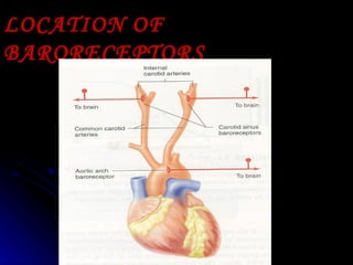 LOCATION OF BARORECEPTORS 