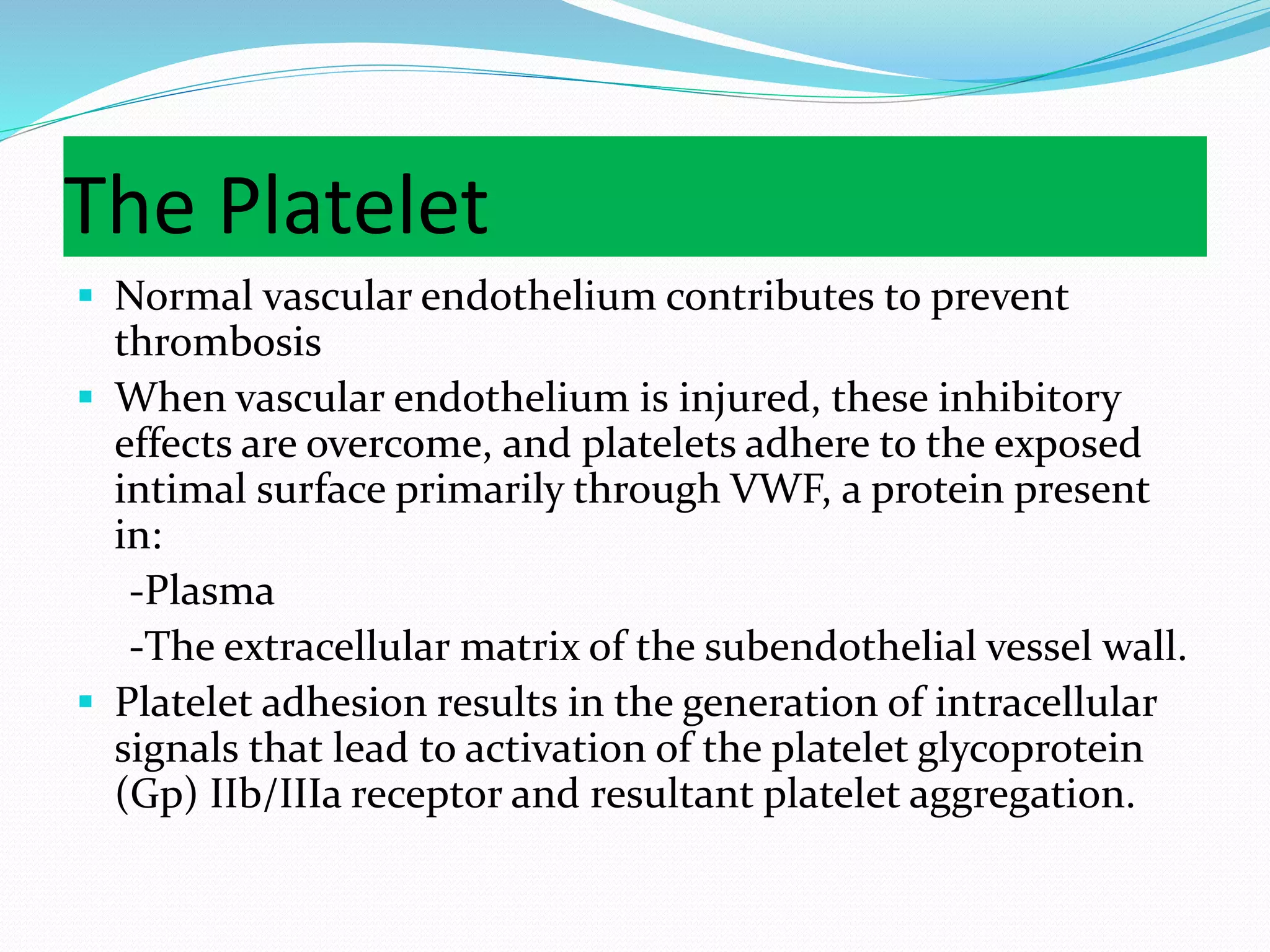 The Platelet
 Normal vascular endothelium contributes to prevent
thrombosis
 When vascular endothelium is injured, these inhibitory
effects are overcome, and platelets adhere to the exposed
intimal surface primarily through VWF, a protein present
in:
-Plasma
-The extracellular matrix of the subendothelial vessel wall.
 Platelet adhesion results in the generation of intracellular
signals that lead to activation of the platelet glycoprotein
(Gp) IIb/IIIa receptor and resultant platelet aggregation.
 