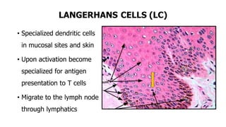 LANGERHANS CELLS (LC)
• Specialized dendritic cells
in mucosal sites and skin
• Upon activation become
specialized for antigen
presentation to T cells
• Migrate to the lymph node
through lymphatics
 