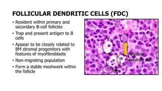 FOLLICULAR DENDRITIC CELLS (FDC)
• Resident within primary and
secondary B-cell follicles
• Trap and present antigen to B
cells
• Appear to be closely related to
BM stromal progenitors with
features of myofibroblasts
• Non-migrating population
• Form a stable meshwork within
the follicle
 
