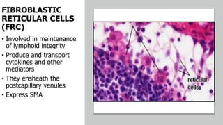 FIBROBLASTIC
RETICULAR CELLS
(FRC)
• Involved in maintenance
of lymphoid integrity
• Produce and transport
cytokines and other
mediators
• They ensheath the
postcapillary venules
• Express SMA
 