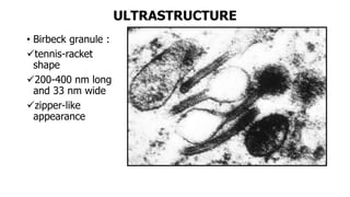 ULTRASTRUCTURE
• Birbeck granule :
tennis-racket
shape
200-400 nm long
and 33 nm wide
zipper-like
appearance
 