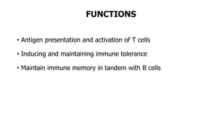 FUNCTIONS
• Antigen presentation and activation of T cells
• Inducing and maintaining immune tolerance
• Maintain immune memory in tandem with B cells
 