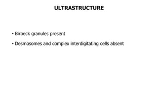 ULTRASTRUCTURE
• Birbeck granules present
• Desmosomes and complex interdigitating cells absent
 