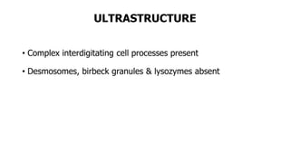 ULTRASTRUCTURE
• Complex interdigitating cell processes present
• Desmosomes, birbeck granules & lysozymes absent
 
