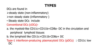 TYPES
DCs are found in
steady state (non-inflammatory)
non steady state (inflammatory )
• Steady state DCs include
Conventional DCs (cDCs)-
a. the myeloid-like CD11c+CD11b+CD8α- DC in the circulation and
peripheral lymphoid tissues
b. the lymphoid like CD11c+CD11b-CD8α+ DC
Type-1 interferon-producing plasmacytoid DCs (pDCs) : CD11c low
DC
 