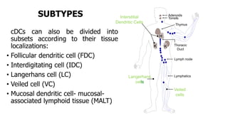 SUBTYPES
cDCs can also be divided into
subsets according to their tissue
localizations:
• Follicular dendritic cell (FDC)
• Interdigitating cell (IDC)
• Langerhans cell (LC)
• Veiled cell (VC)
• Mucosal dendritic cell- mucosal-
associated lymphoid tissue (MALT)
K
Tonsils
Thymus
Lymphatics
Adenoids
Lymph node
Thoracic
Duct
Langerhans
cells
Interstitial
Dendritic Cells
Veiled
cells
 