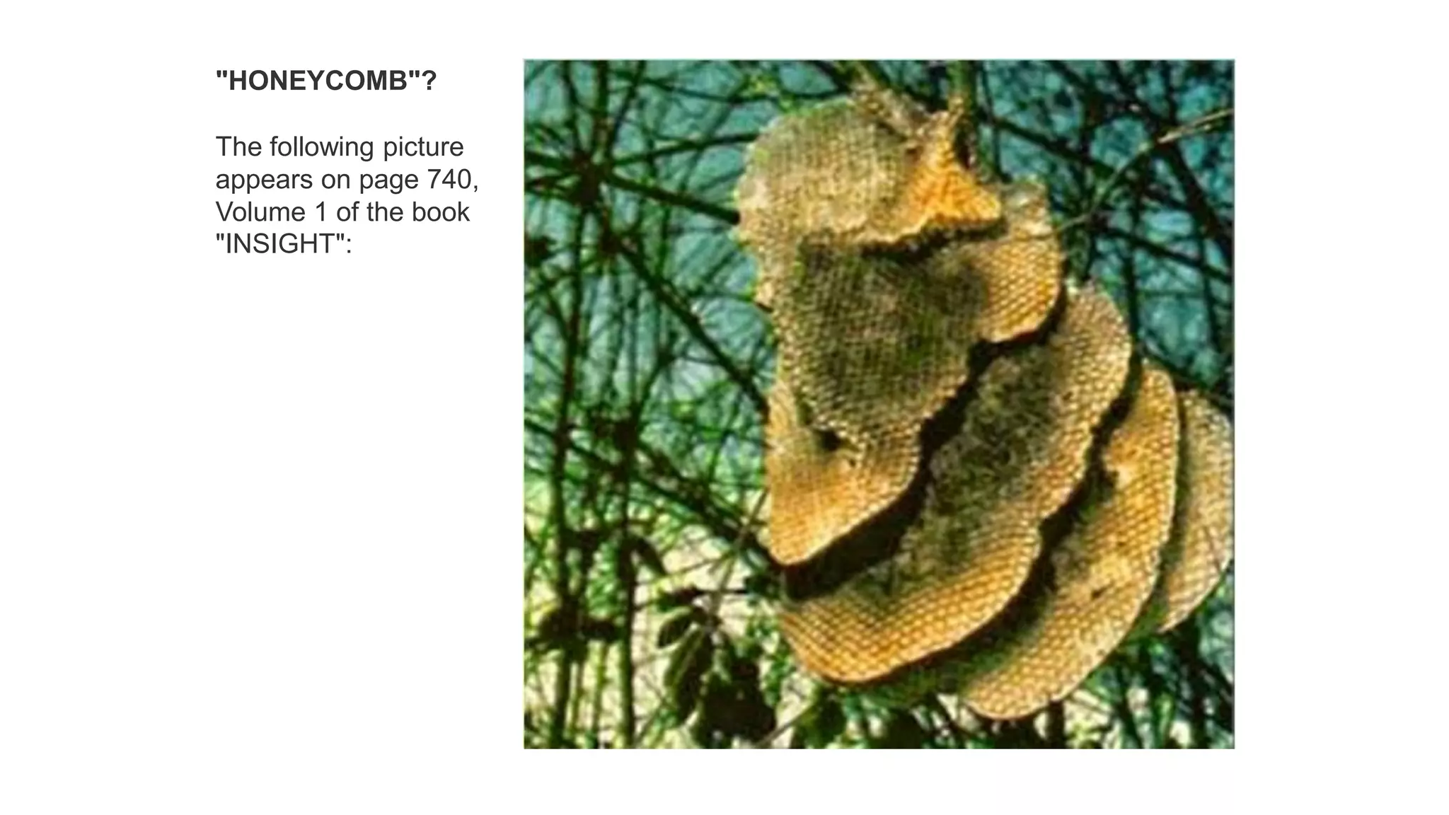 "HONEYCOMB"?
The following picture
appears on page 740,
Volume 1 of the book
"INSIGHT":
 