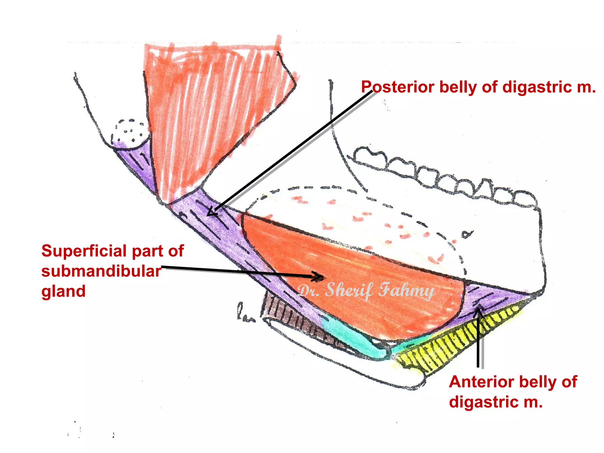Submandibular Region Anatomy Of The Neck PPS