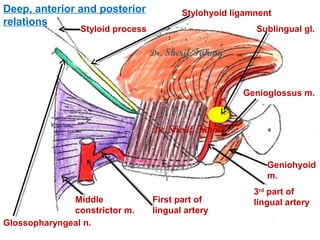 Stylohyoid Muscle
(Page 76)
Dr.Sherif Fahmy
 