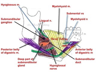 Myelohyoid m.
Lingual n.
Submandibular
ganglion
Deep part of
submandibular
gland Hypoglossal
nerve
Posterior belly
of diga...