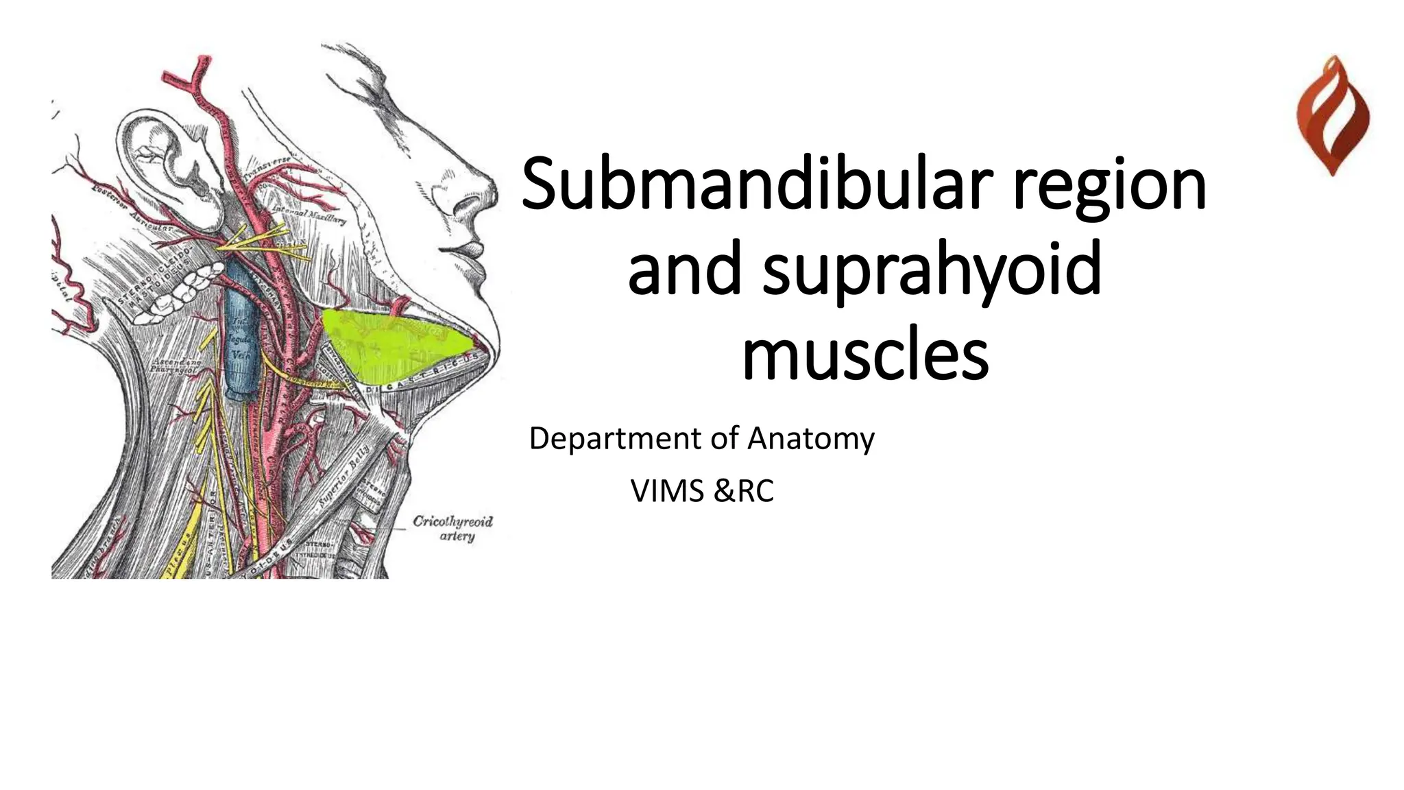 Submandibular Region And Suprahyoid Muscles pptx