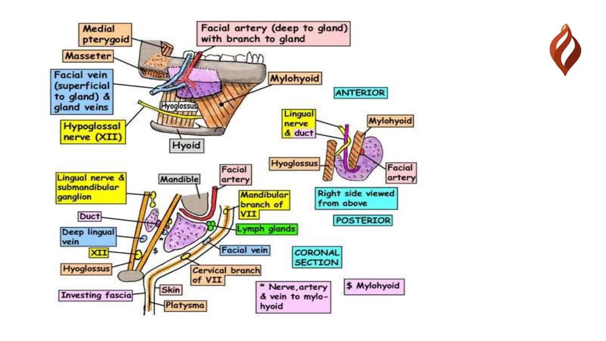 Submandibular Region And Suprahyoid Muscles pptx