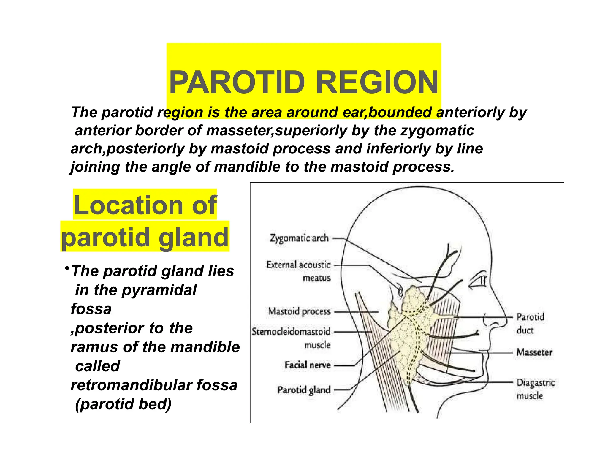 Submandibular region seminar anatomy rmlims | PPTX