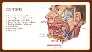 CONTENTS
 Submandibular Salivary Gland
 Proximal portion of Wharton’s Duct
 Submandibular Lymph Nodes
 Facial Artery & its branches- Palatine,
Tonsillar, Glandular, Submental
 Lingual Nerve
 Hypoglossal Nerve
 Facial Vein
 
