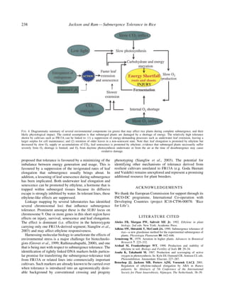 proposed that tolerance is favoured by a minimizing of the
imbalance between energy generation and usage. This is
favoured by a suppression of the invigorated rates of leaf
elongation that submergence usually brings about. In
addition, a lessening of leaf senescence during submergence
has been implicated. Both underwater leaf elongation and
senescence can be promoted by ethylene, a hormone that is
trapped within submerged tissues because its diffusive
escape is strongly inhibited by water. In tolerant lines, these
ethylene-like effects are suppressed.
Linkage mapping by several laboratories has identi®ed
several chromosomal loci that in¯uence submergence
tolerance. Prominent amongst these is the SUB1 locus on
chromosome 9. One or more genes in this short region have
effects on injury, survival, senescence and leaf elongation.
The effect is dominant (i.e. effective in the heterozygote
carrying only one FR13A-derived segment; Siangliw et al.,
2003) and may affect ethylene responsiveness.
Harnessing molecular biology to ameliorate the effects of
environmental stress is a major challenge for biotechnolo-
gists (Grover et al., 1999; Rathinasabapathi, 2000), and one
that is being met with respect to submergence tolerance. The
identi®cation of tightly linked DNA markers holds particu-
lar promise for transferring the submergence-tolerance trait
from FR13A or related lines into commercially important
cultivars. Such markers are already known to be carried over
when tolerance is introduced into an agronomically desir-
able background by conventional crossing and progeny
phenotyping (Siangliw et al., 2003). The potential for
identifying other mechanisms of tolerance derived from
resilient cultivars unrelated to FR13A (e.g. Goda Heenati
and Vaidehi) remains unexplored and represent a promising
additional resource for plant breeders.
ACKNOWLEDGEMENTS
We thank the European Commission for support through its
INCO-DC programme, International Co-operation with
Developing Countries (project IC18-CT96-00078: `Rice
for Life').
LITERATURE CITED
Abeles FB, Morgan PW, Saltveit ME Jr. 1992. Ethylene in plant
biology. 2nd edn. New York: Academic Press.
Adkins SW, Shiraishi T, McComb JA. 1990. Submergence tolerance of
riceÐa new glasshouse method for the experimental submergence of
plants. Physiologia Plantarum 80: 642±646.
Armstrong W. 1979. Aeration in higher plants. Advances in Botanical
Research 7: 225±332.
Arshad M, Frankenberger WT. 1990. Production and stability of
ethylene in soil. Biology and Fertility of Soils 10: 29±34.
Asada K, Takahashi M. 1987. Production and scavenging of active
oxygen in photosynthesis. In: Kyle DJ, Osmond CB, Arntzen CJ, eds.
Photoinhibition. Amsterdam: Elsevier, 227±287.
Benschop JJ, Jackson MB, Peeters AJM, Voesenek LACJ. 2001.
Regulation of ethylene-induced elongation by ABA in Rumex
palustris. In: Abstracts of 7th Conference of the International
Society for Plant Anaerobiosis, Nijmegen, The Netherlands, 38±39.
FI G . 4. Diagrammatic summary of several environmental components (in green) that may affect rice plants during complete submergence, and their
likely physiological impact. The central assumption is that submerged plants are damaged by a shortage of energy. The relatively high tolerance
shown by cultivars such as FR13A can be linked to: (1) a suppression of energy-demanding processes such as underwater leaf extension, leaving a
larger surplus for cell maintenance; and (2) retention of older leaves in a non-senescent state. Note that: leaf elongation is promoted by ethylene but
decreased by slow O2 supply or accumulations of CO2; leaf senescence is promoted by ethylene; evidence that submerged plants necessarily suffer
severely from O2 shortage is limited; and O2 from daytime photosynthesis underwater or from the air at the time of desubmergence may cause
oxidative damage.
238 Jackson and Ram Ð Submergence Tolerance in Rice
 