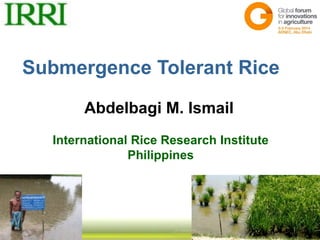 Submergence Tolerant Rice
Abdelbagi M. Ismail
International Rice Research Institute
Philippines

 