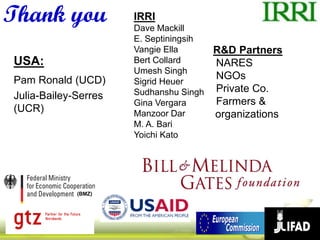 Submergence tolerant rice 