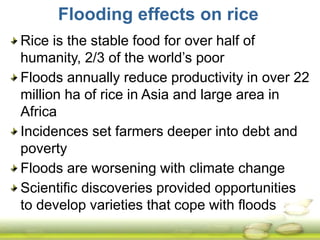 Submergence tolerant rice 