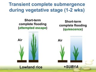 Submergence tolerant rice 