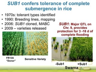 Submergence tolerant rice 