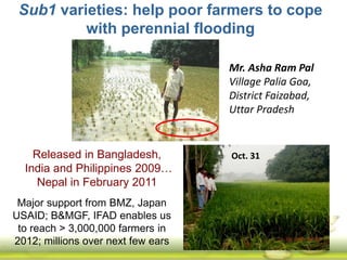 Submergence tolerant rice 