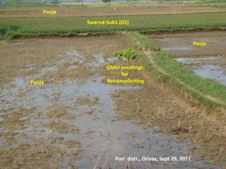 Submergence tolerant rice 