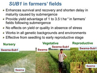 Submergence tolerant rice 